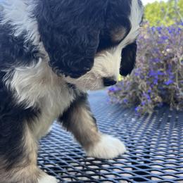 Bernedoodle Puppies from Busacker Babies