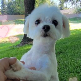 Lilly - Maltipoo