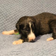 Borzoi Puppies from Pagosa Borzoi