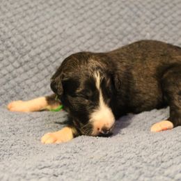 Borzoi Puppies from Pagosa Borzoi