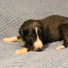 Borzoi Puppies from Pagosa Borzoi