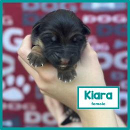 German Shepherd Puppies from Timpanogos Shepherds