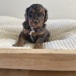 Bernedoodle, Goldendoodle, and Poodle Puppies from Central Valley Canine Companions