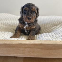 Bernedoodle, Goldendoodle, and Poodle Puppies from Central Valley Canine Companions