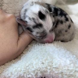 Pink - Blue merle and white female American Corgi puppy in Flat Rock, Alabama from Fluffy Butt Acres