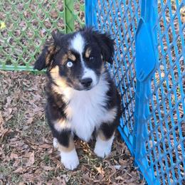 Patch - Black tri female Toy Australian Shepherd puppy in Forney, Texas from Texas Talent Toy Aussie's