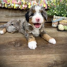 Nayvee - Blue merle female Bernedoodle puppy in Idaho from Bernese By Barzees