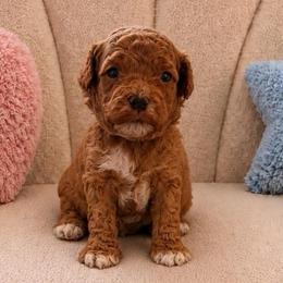 Vanilla Bean - Red male Cavapoo puppy in South Jordan, Utah from Diamond Companions