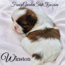 Winston - Red and white male Shih Tzu puppy in Jacksonville, Florida from Fancy Garden Shih Tzu