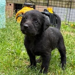 Candy Land - Black female Xoloitzcuintli puppy in Manitowoc, Wisconsin from Wonderland Kennel