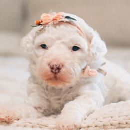 Babs - Parti female Goldendoodle puppy in Lima, Ohio from Hommel’s Mini Darling Doodles