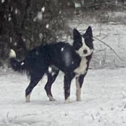Athena - Border Collie