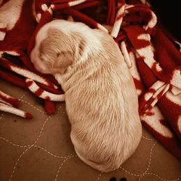 Tosha - Gold female Havanese puppy in Independence, Iowa from EClair's Havanese