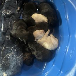 Angus - Black male Scottish Terrier puppy in San Diego (Jamul), California from Lee Valley Scotties