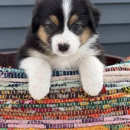 Australian Shepherd Puppies from Hilltop Aussies