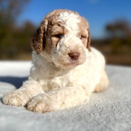 Bruno - Brown and white male Bernedoodle puppy in Osage City, Kansas from Golden Ridge Goldens