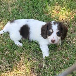 Luke - Chocolate and cream male Dachshund puppy in Lexington, Oklahoma from BooneDox Miniature Dachshunds