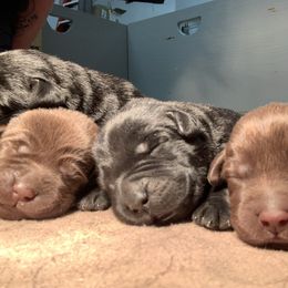 Labrador Retriever Puppies from Red Brush Labs