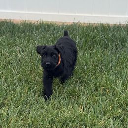 Orange - Black Female - Black female Giant Schnauzer puppy in St George, Utah from Schnauzer Ranch