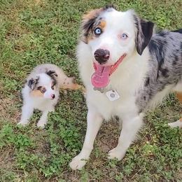 Miniature Australian Shepherds and Toy Australian Shepherds from Little Angel Aussies