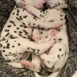 Dalmatian Puppies from Whispered Spots Dalmatians