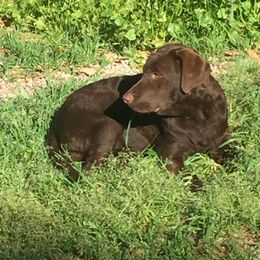 Chesapeake Bay Retriever All Grown Up from Wild Wood Chesapeakes