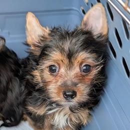 Linus (LKN062726-TdM) - Black and tan male Yorkshire Terrier puppy in Gatesville, Texas from KontryKritterz Yorkies
