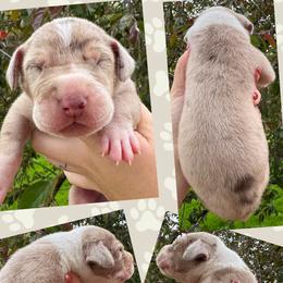 BIRTCH - Chocolate male Great Dane puppy in Wellsville, New York from Prophecy Danes