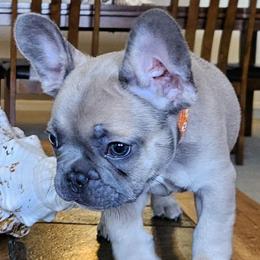 Rebel - Blue fawn male French Bulldog puppy in Fort Myers, Florida from Wendy's French Bulldogs