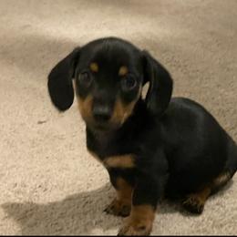 Dachshund Puppies from Cromwell Cogsworth Dachshunds of South West Michigan