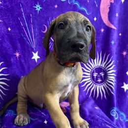 Conrad - Fawn male Great Dane puppy in Longview, Texas from Noctua Kennels