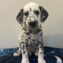 Green Boy - White and black male Dalmatian puppy in Stokesdale, North Carolina from Cosmic Spots Dalmatians