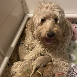Tizzy  - Goldendoodle