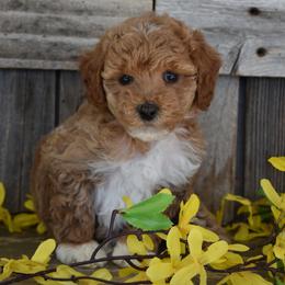 Female 1 of 2 - Apricot female Poodle puppy in Macedon, New York from Toodles Goldendoodles