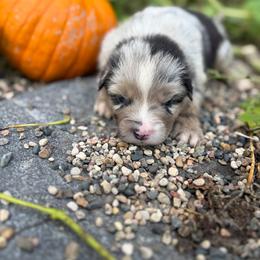 Lake Winnibigoshish - Blue merle female Miniature Australian Shepherd puppy in Priest River, Minnesota from Offgrid Aussies