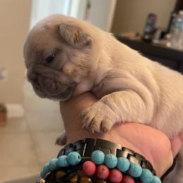 French Bulldogs from Frenchies Angels