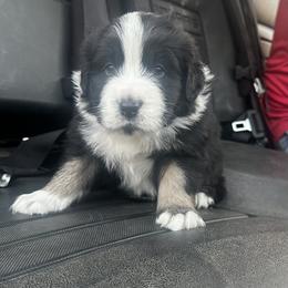 Australian Shepherd Puppies from Hamilton Farms