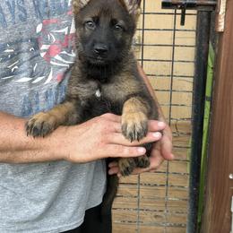 Girl - Sable female German Shepherd puppy in Council Bluffs, Iowa from Von Skvely' Haus
