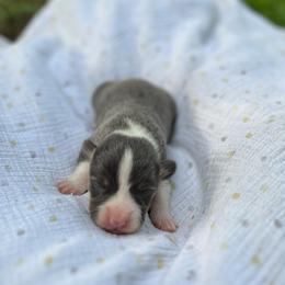 Jeb- natural bobtail - Blue male Pembroke Welsh Corgi puppy in Hope, Arkansas from Foxy Knoll Farm
