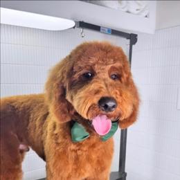 LUKA - Red  male Goldendoodle puppy in Austin, Texas from Austin Doodles & Poodles