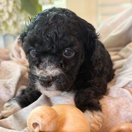 Coral - Merle female Cockapoo puppy in Saint Louis, Missouri from Jax Doodles