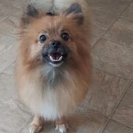 Pomeranians and Pomskies from The Pomsky Palace