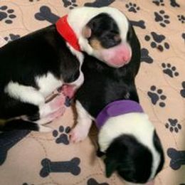 Companion Cross Puppies from Double G Corgis