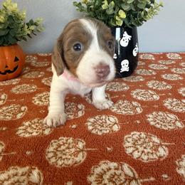 Evian - Fawn (isabella) and tan female Dachshund puppy in Temecula, California from Naomi Magee's Dachshund Kennel