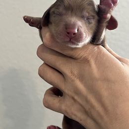 Hypno - Dapple male Dachshund puppy in Conroe, Texas from R&K Dachshunds
