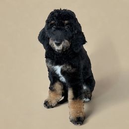 Gayle - Phantom female Goldendoodle puppy in Glendale, Arizona from CocoLove Doodles