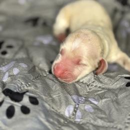 Boy 5 - Cream male Dachshund puppy in Vancouver, Washington from Cascade Minis