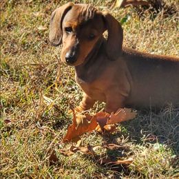 Hannah - Red female Dachshund puppy in Mountain Grove, Missouri from Blueprint K9 Dachshunds- www.BlueprintK9.com
