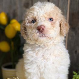 Oak-light blue collar - White and brown male Saint Berdoodle puppy in Paw Paw, Michigan from ProAct Canines
