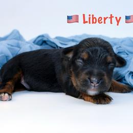 Liberty - Black tri male Miniature Australian Shepherd puppy in Foxworth, Mississippi from Ten Mile Aussies